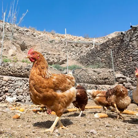 Eco Holidays House Races *