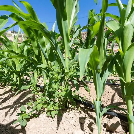 Appartamento Eco Holidays House Races Fasnia